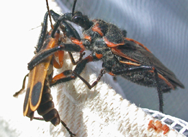 Apiomerus crassipes
